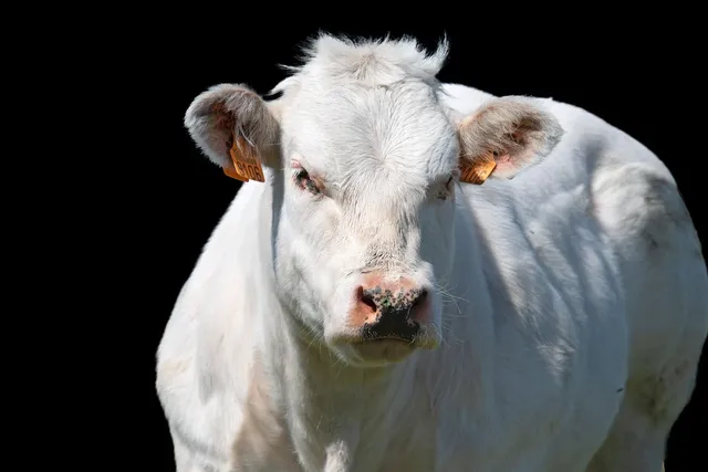 abwa dairy 29