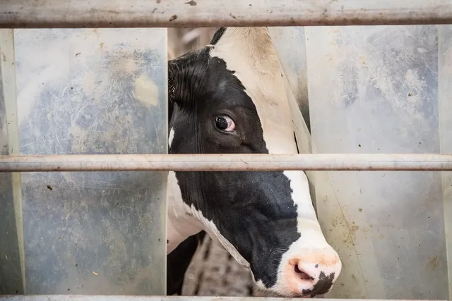 abwa dairy 16