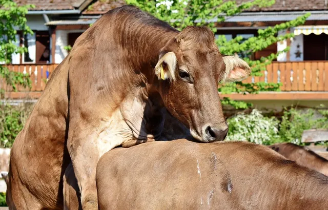 abwa dairy 13