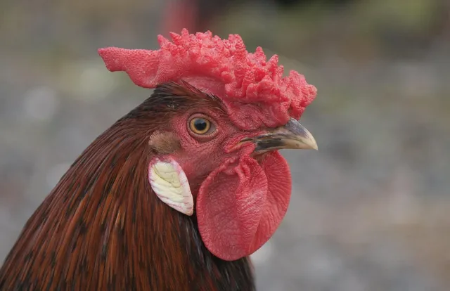 abwa chickens 11