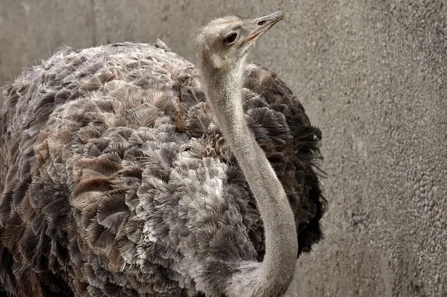 abwa-ostrich (9)