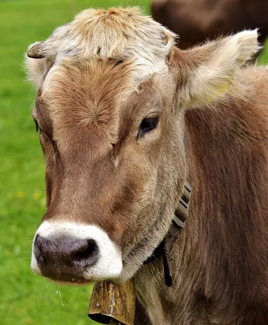 abwa dairy 12