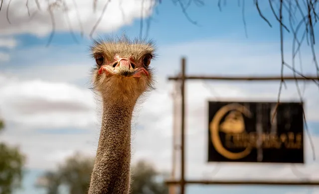 abwa-ostrich (4)