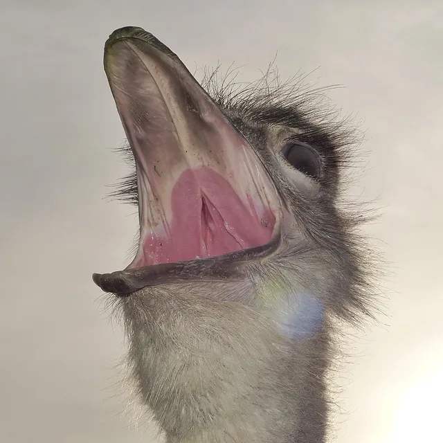 abwa-ostrich (10)