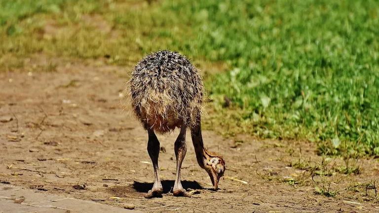 abwa ostrich