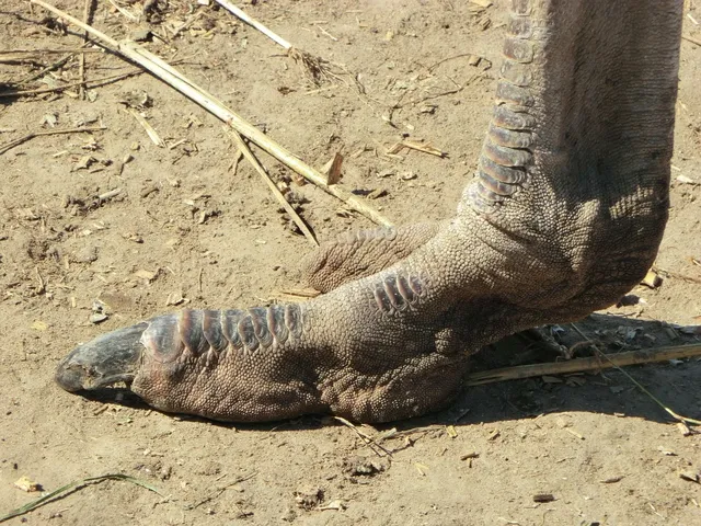 abwa-ostrich (3)