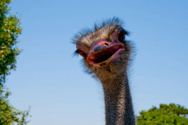 abwa ostrich