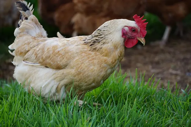 abwa chickens 15