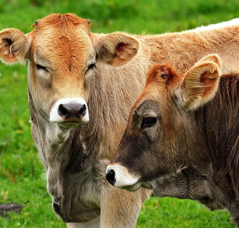 abwa dairy plant