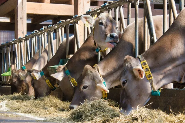 abwa dairy 3