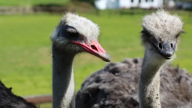 abwa-ostrich (1)
