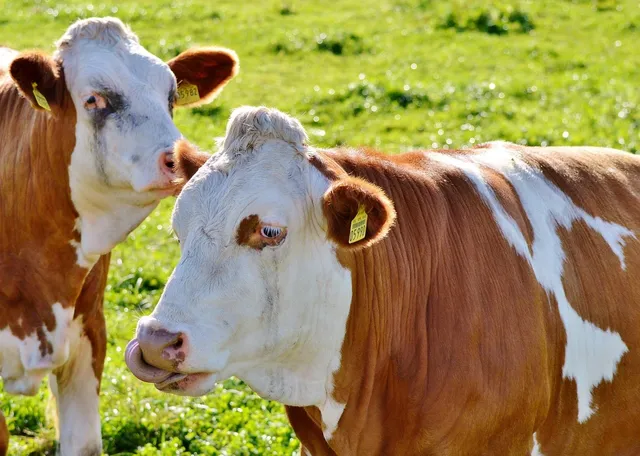 abwa dairy 48