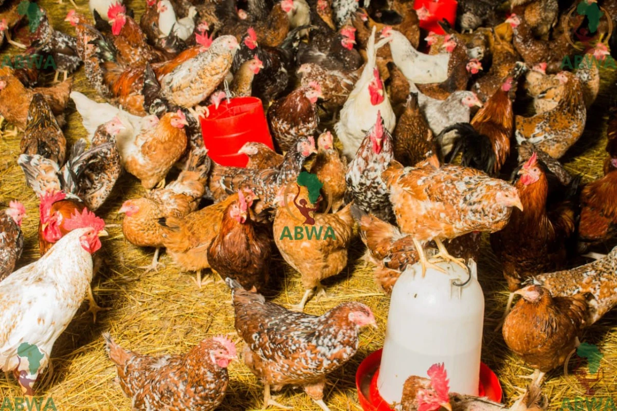 abwa chickens 01