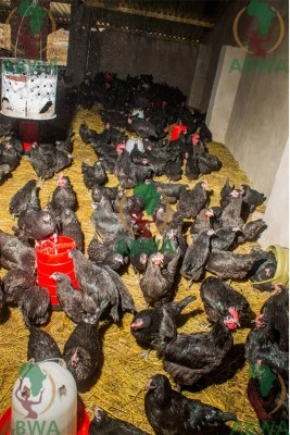 abwa chickens 04