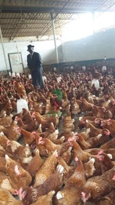 abwa chickens 05