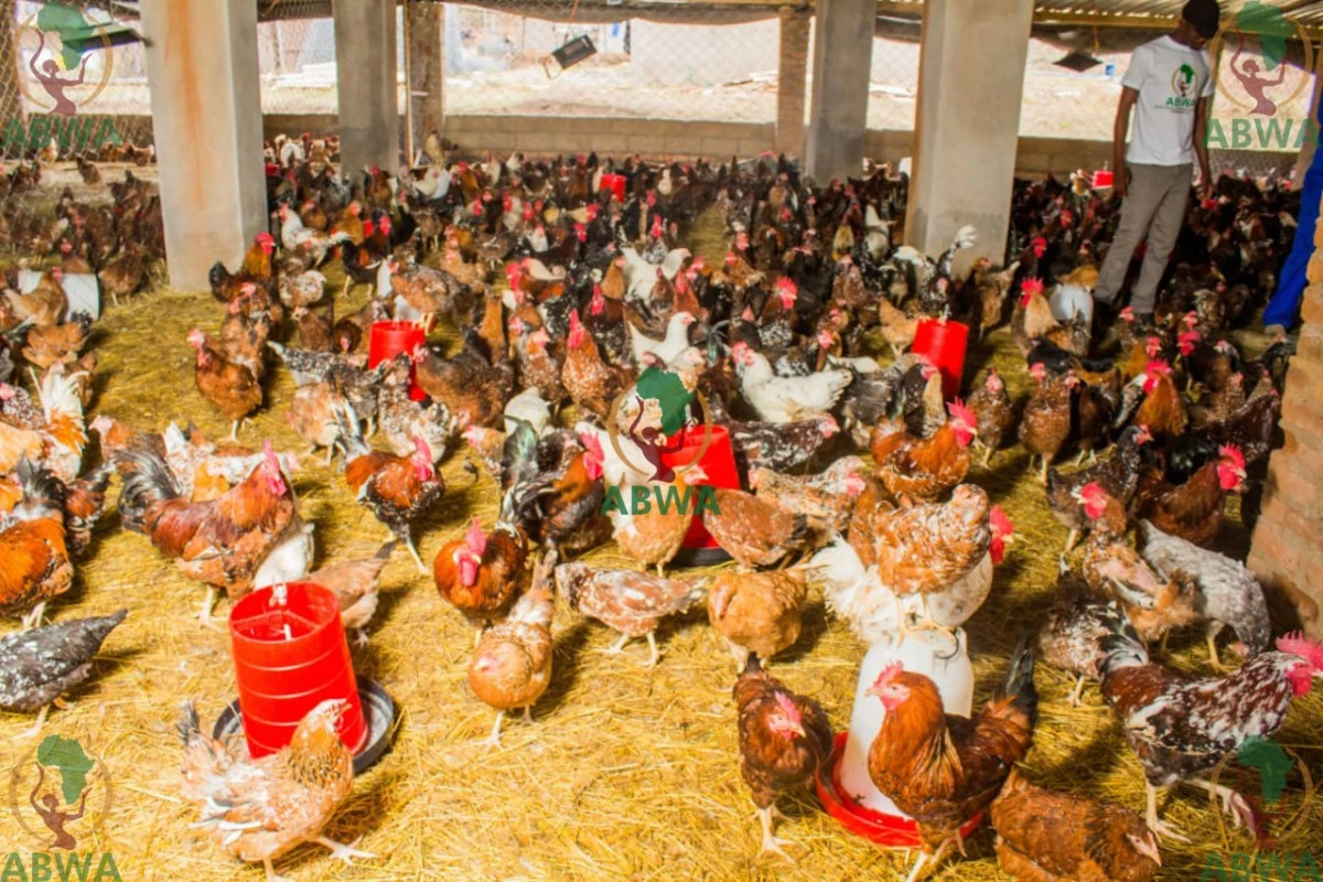 abwa chickens 06