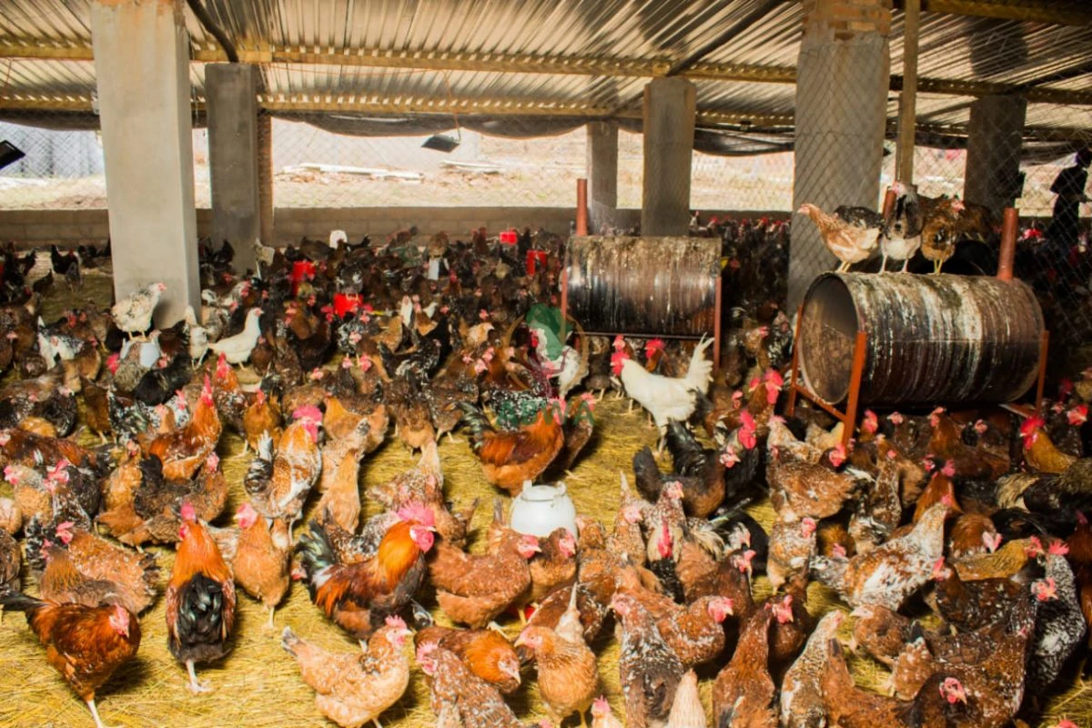 abwa chickens 16